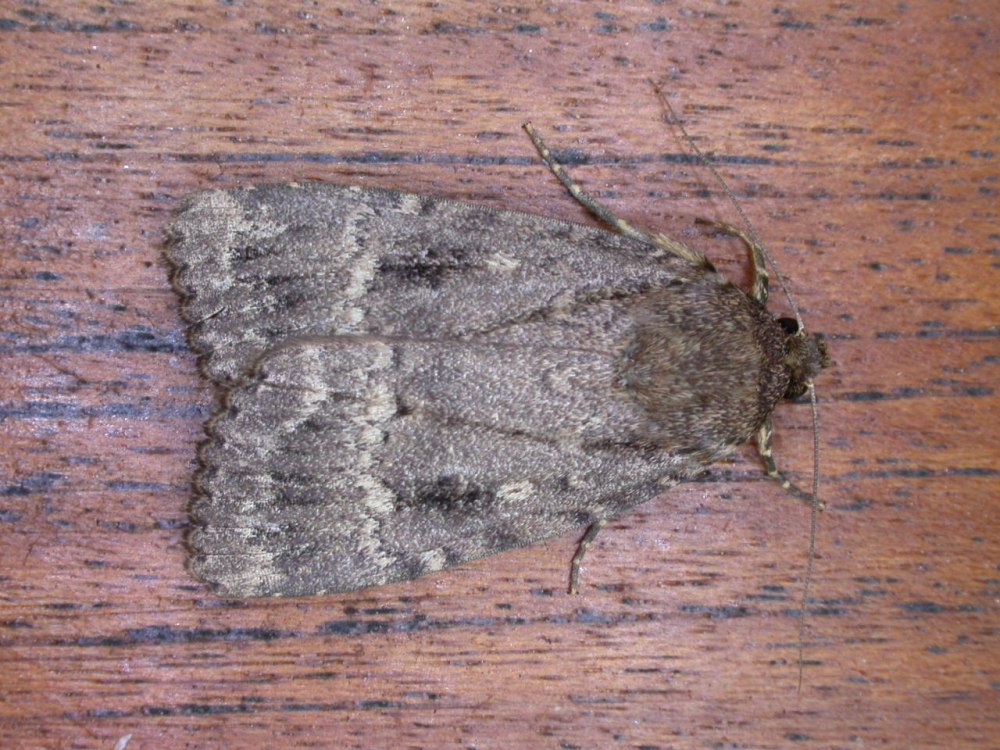 Amphipyra pyramidea