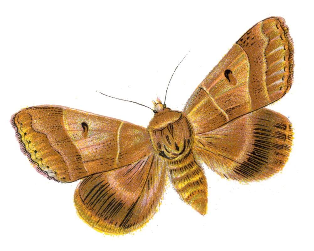 Catephia Alchymista