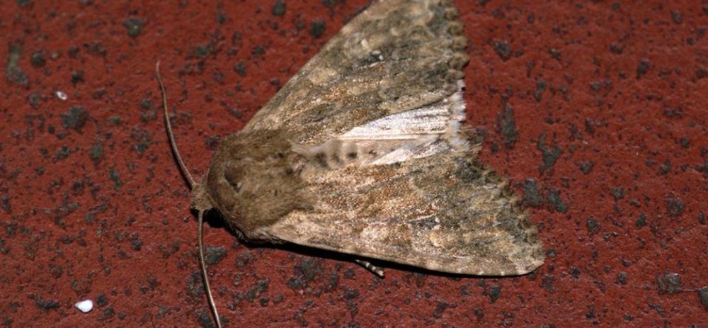 Серая зерновая совка Apamea anceps Schiff.