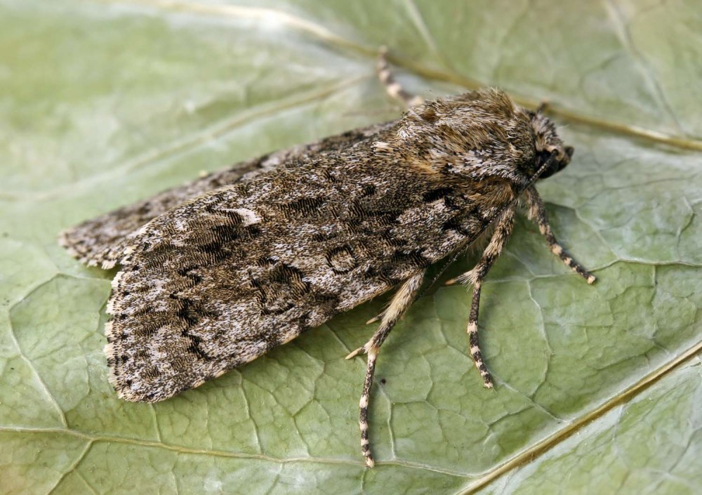 Acronicta rumicis