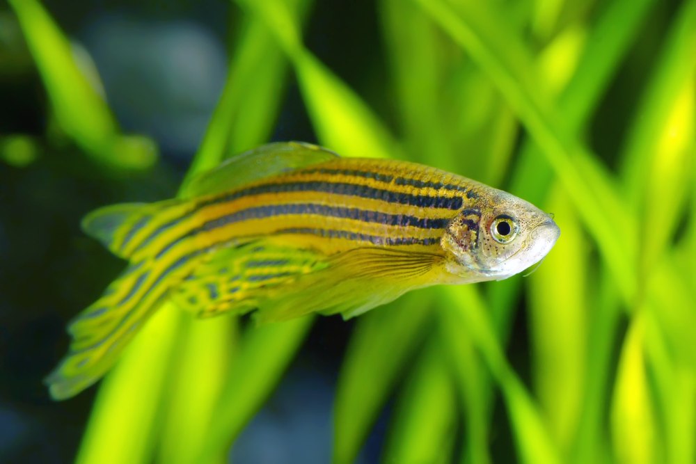Данио-рерио (zebrafish)