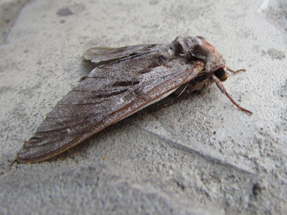 Семейство Бражников, или сфинксов (Sphingidae