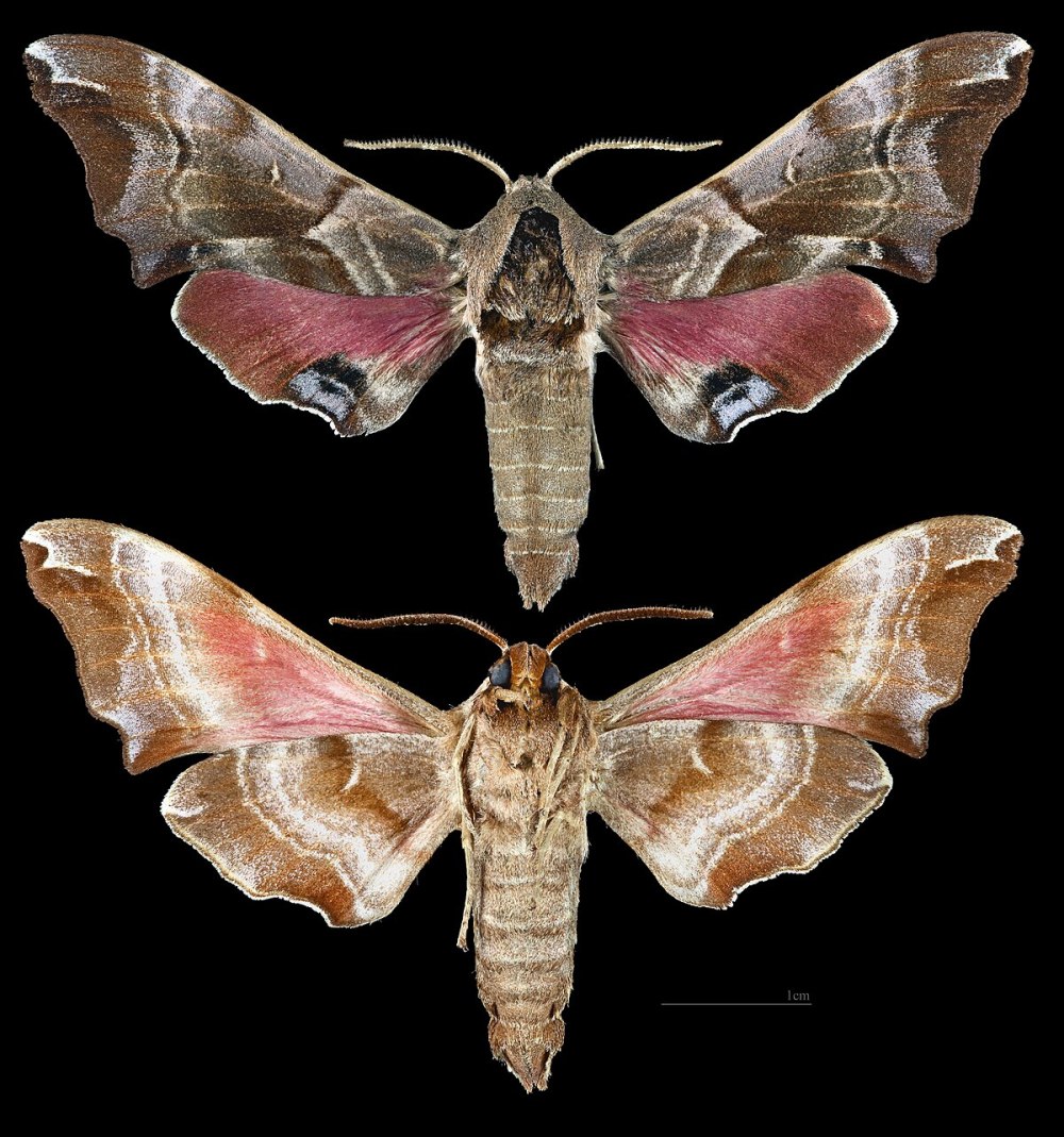 Pachysphinx Modesta гусеница