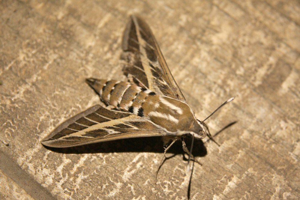 Hyles livornica бражники