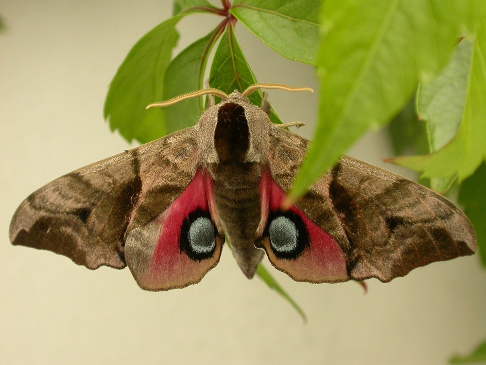 Бражник глазчатый (Smerinthus ocellatus)