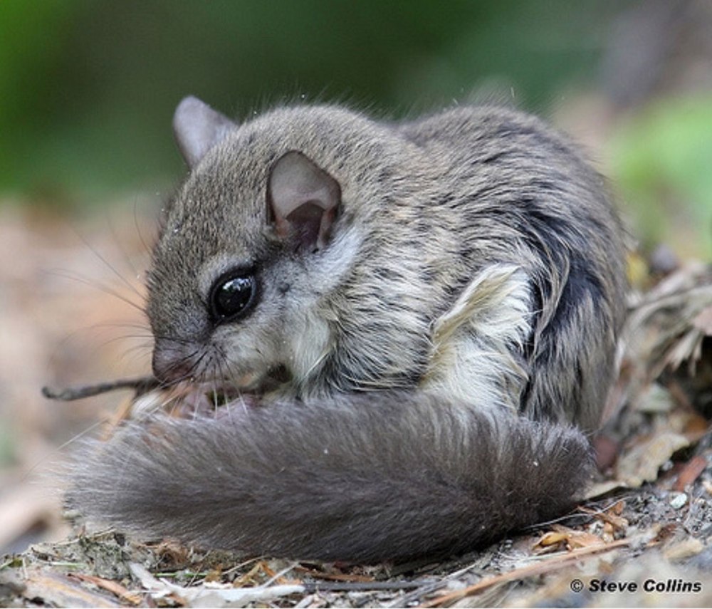 Летяга (Glaucomys sabrinus)