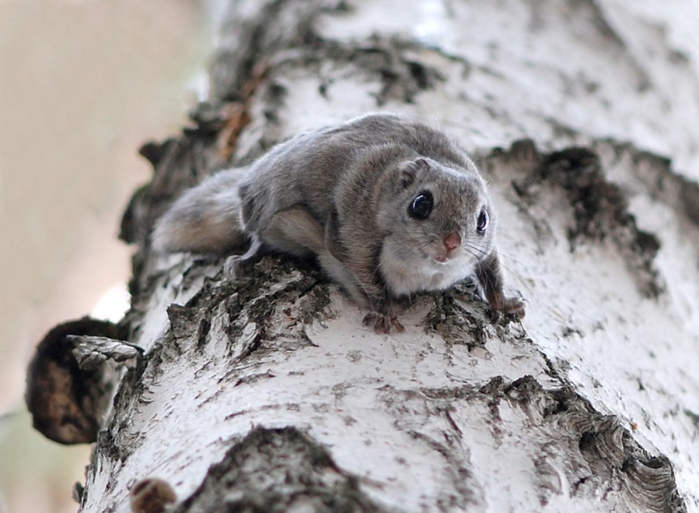 Летяга (Pteromys volans)