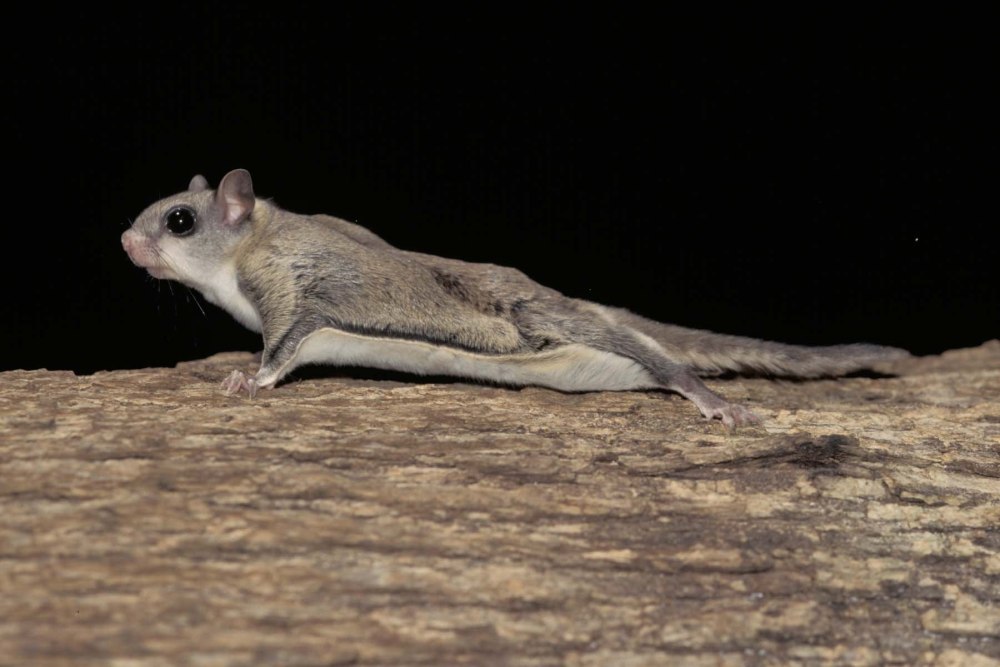 Летяга обыкновенная Pteromys volans