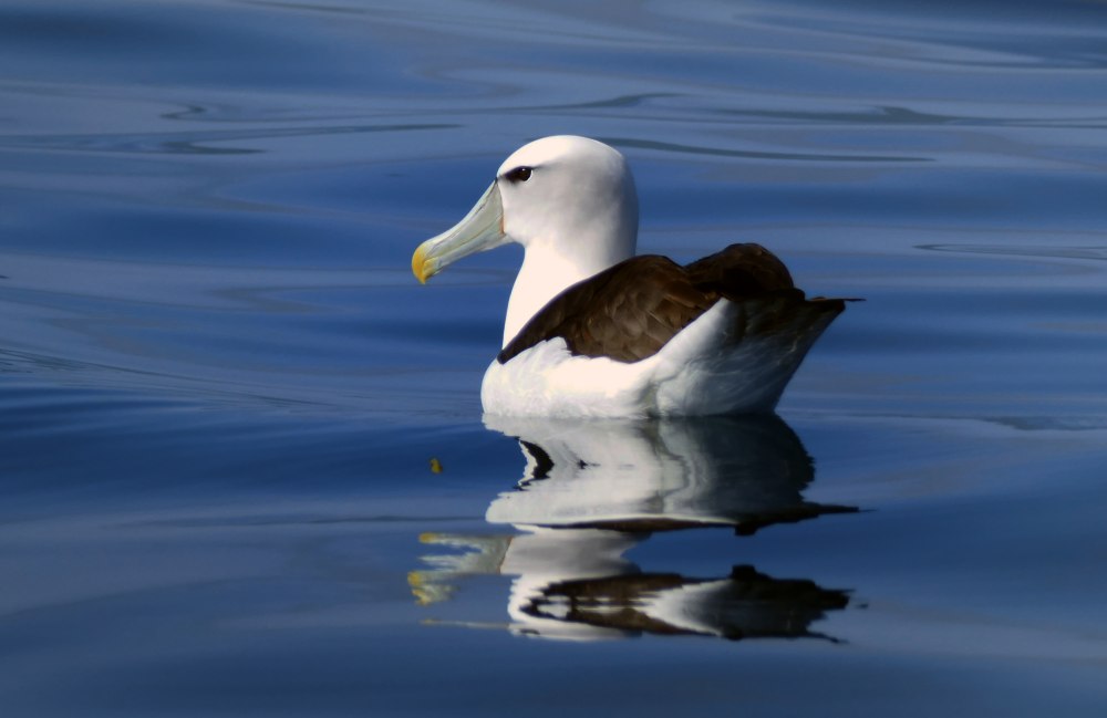 Alaçati Albatross