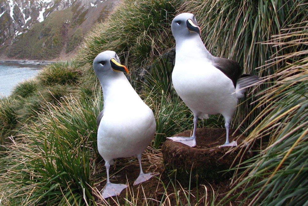 Grey-headed Albatross
