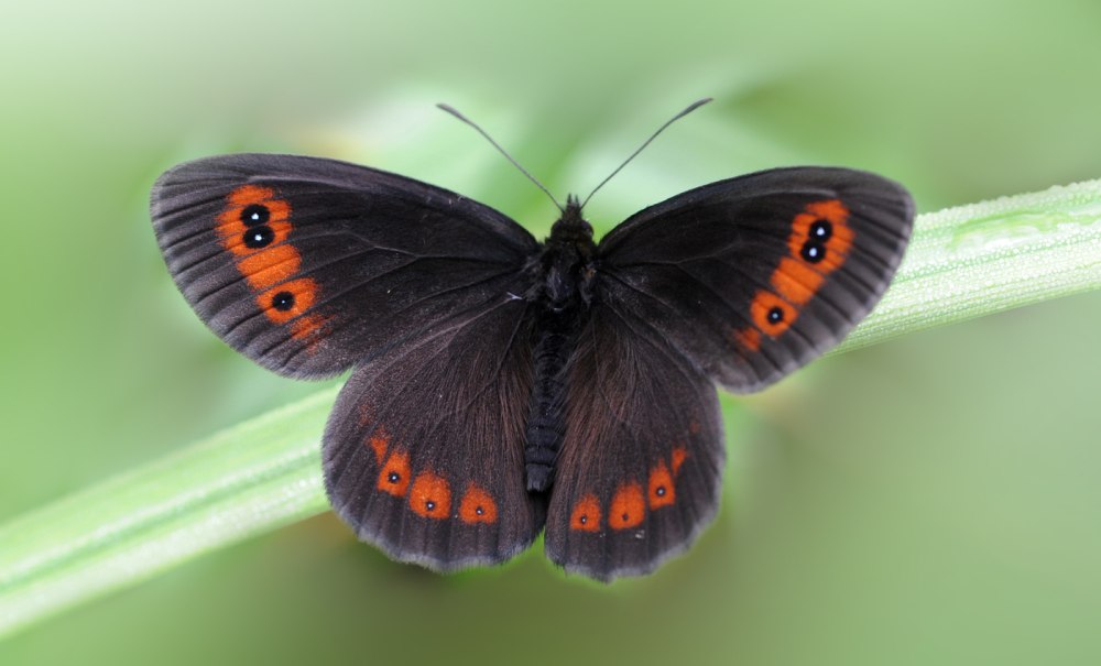 Erebia aethiops