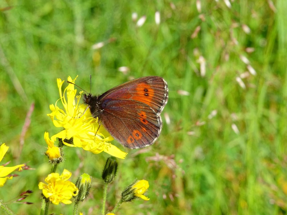 Erebia Euryale - Чернушка Эвриала