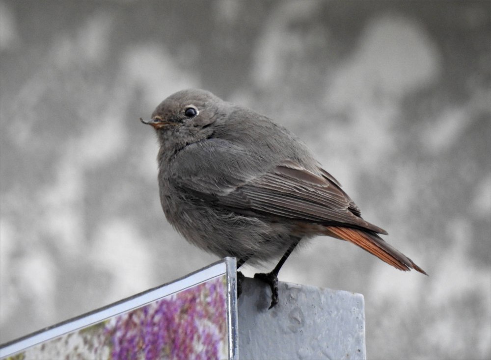 Black Redstart (14-20g) Scientific name: Phoenicurus ochruros