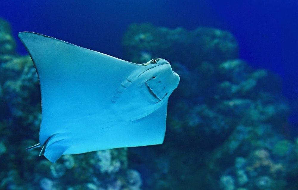 Скат Stingray
