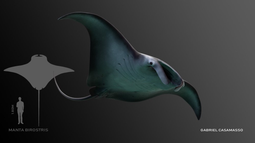 Manta под Размеры