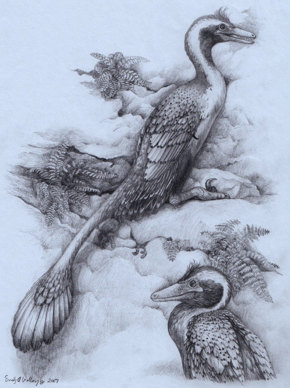 Unenlagia comahuensis