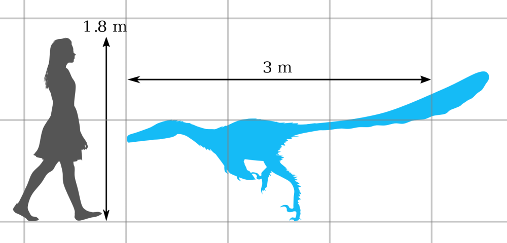 Size Comparison avatar
