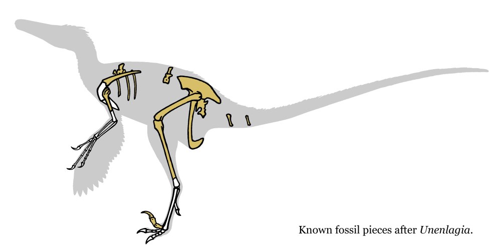 Unenlagia comahuensis