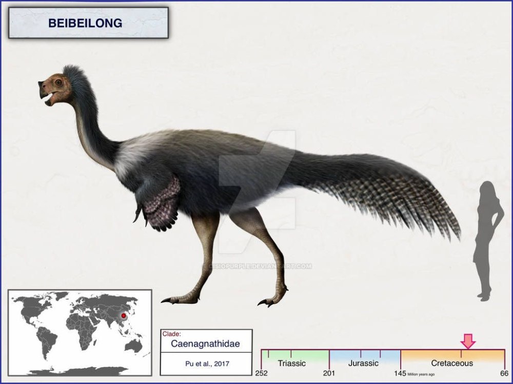 Beibeilong cisiopurple