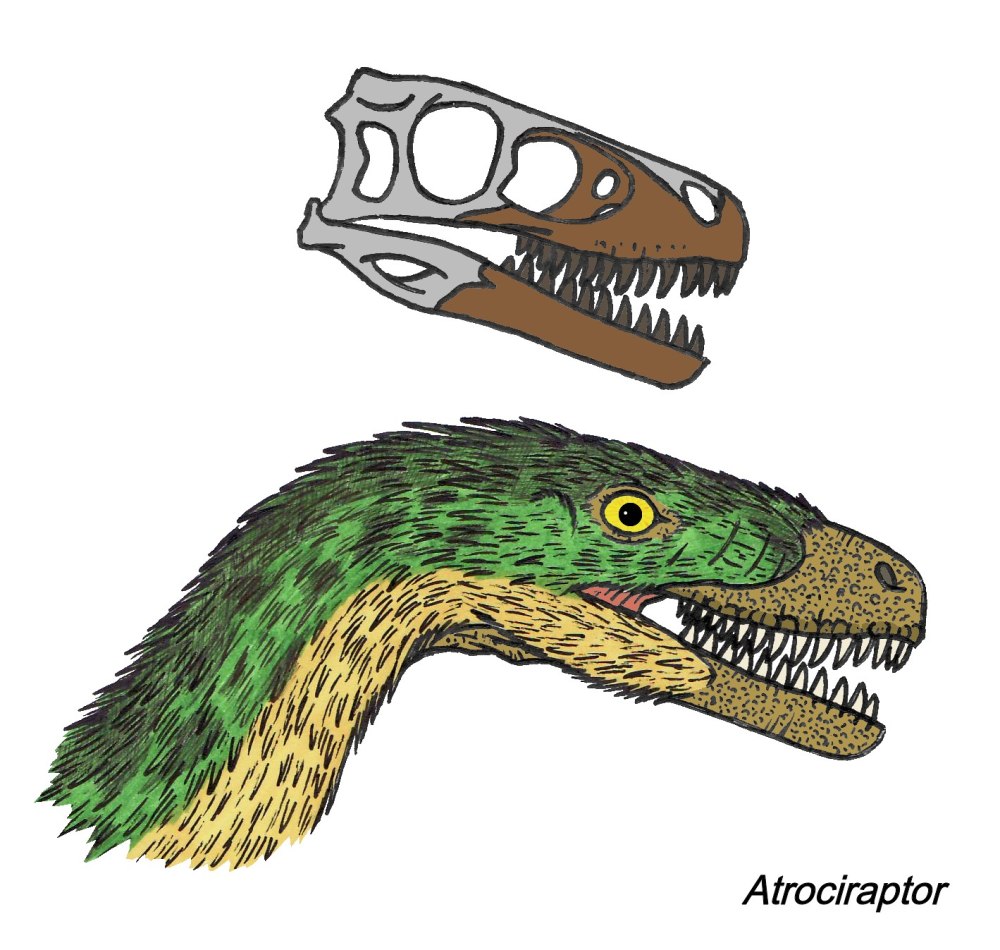 Atrociraptor marshalli