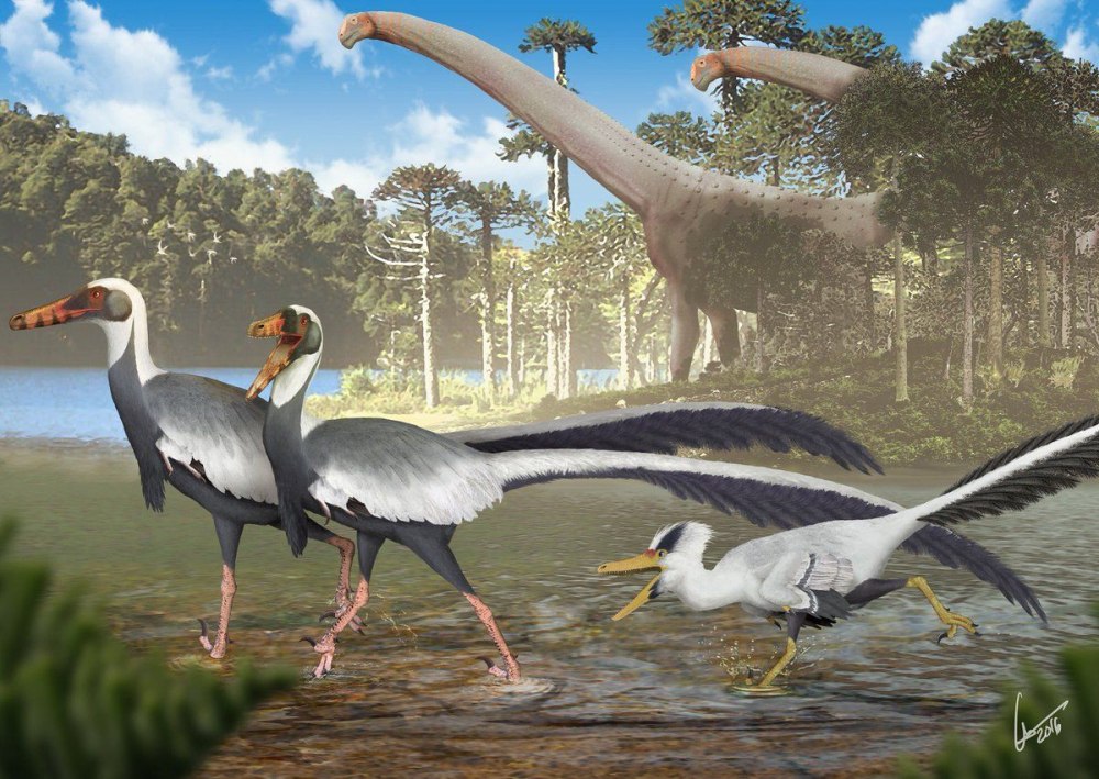 Unenlagia comahuensis