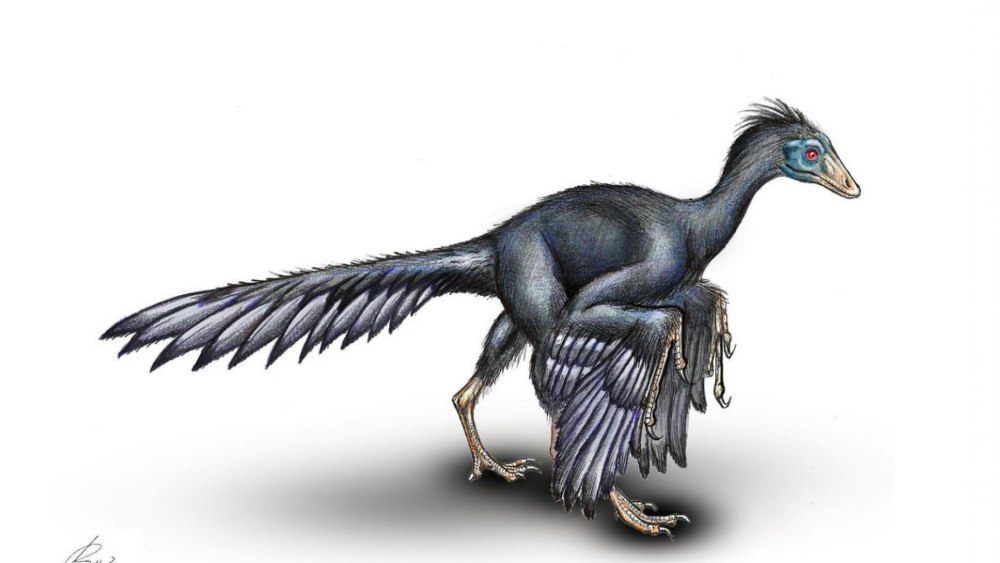 Archaeopteryx lithographica