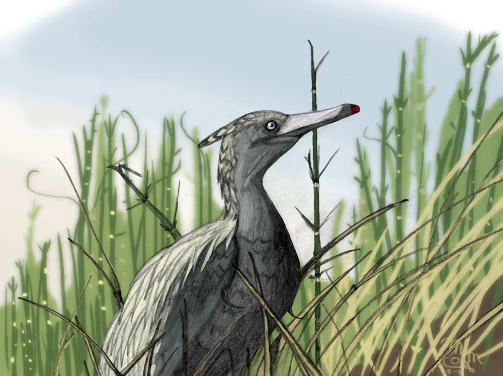 Unenlagia comahuensis