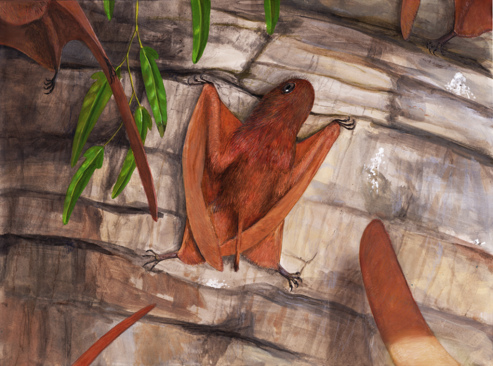 Pycnofibers and Feathers
