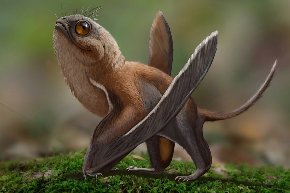 Sinomacrops Bondei