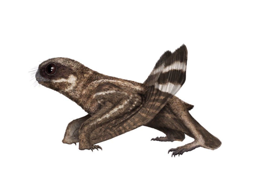 Anurognathus Ammoni
