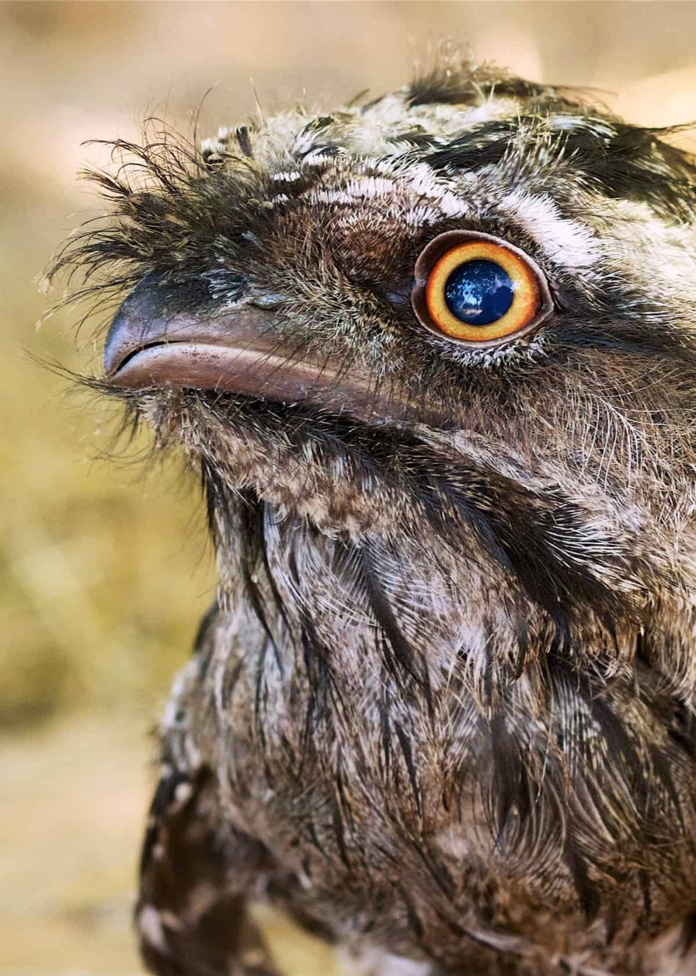 Tawny Frogmouth Skeleton