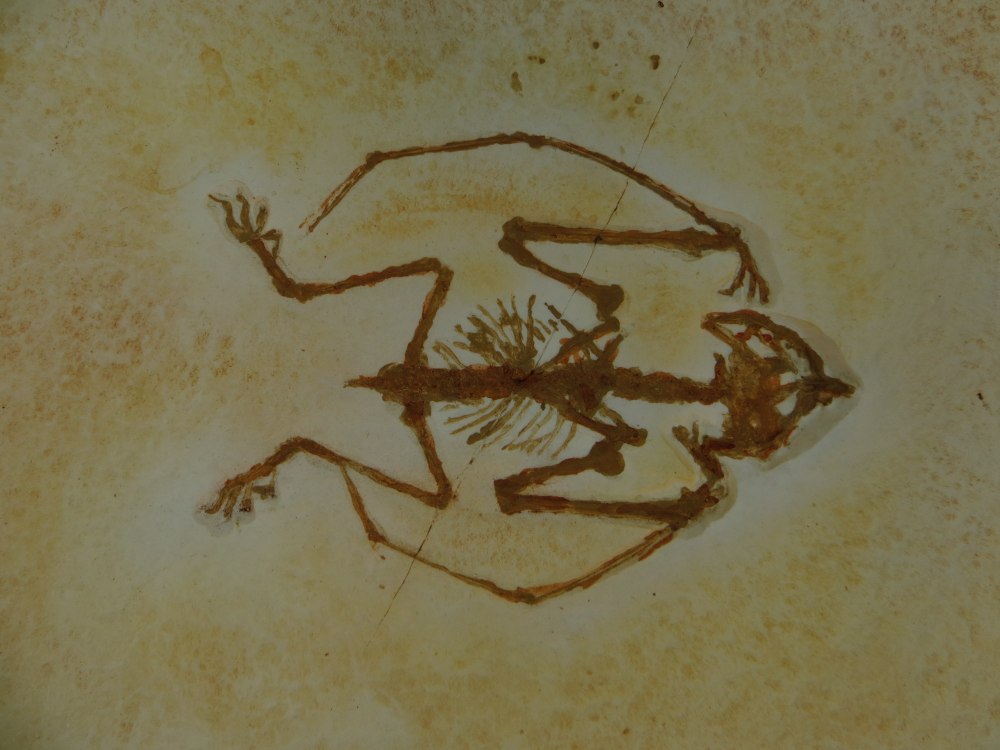 Anurognathus skeletal