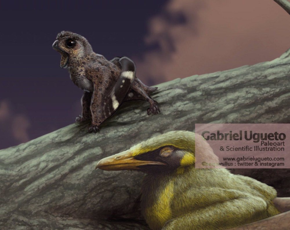 Anurognathus Primal
