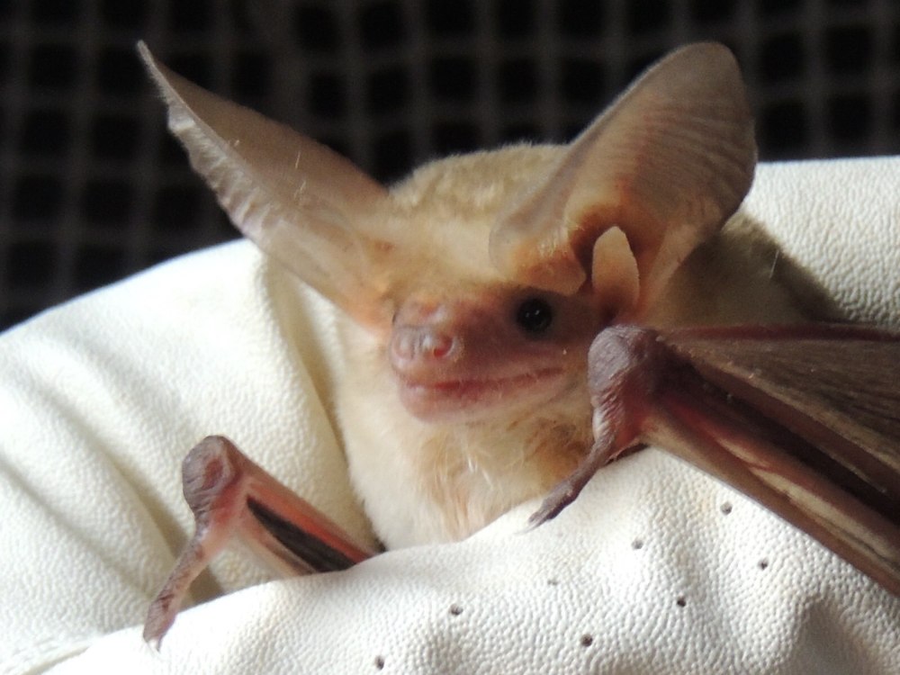 Pallid bat