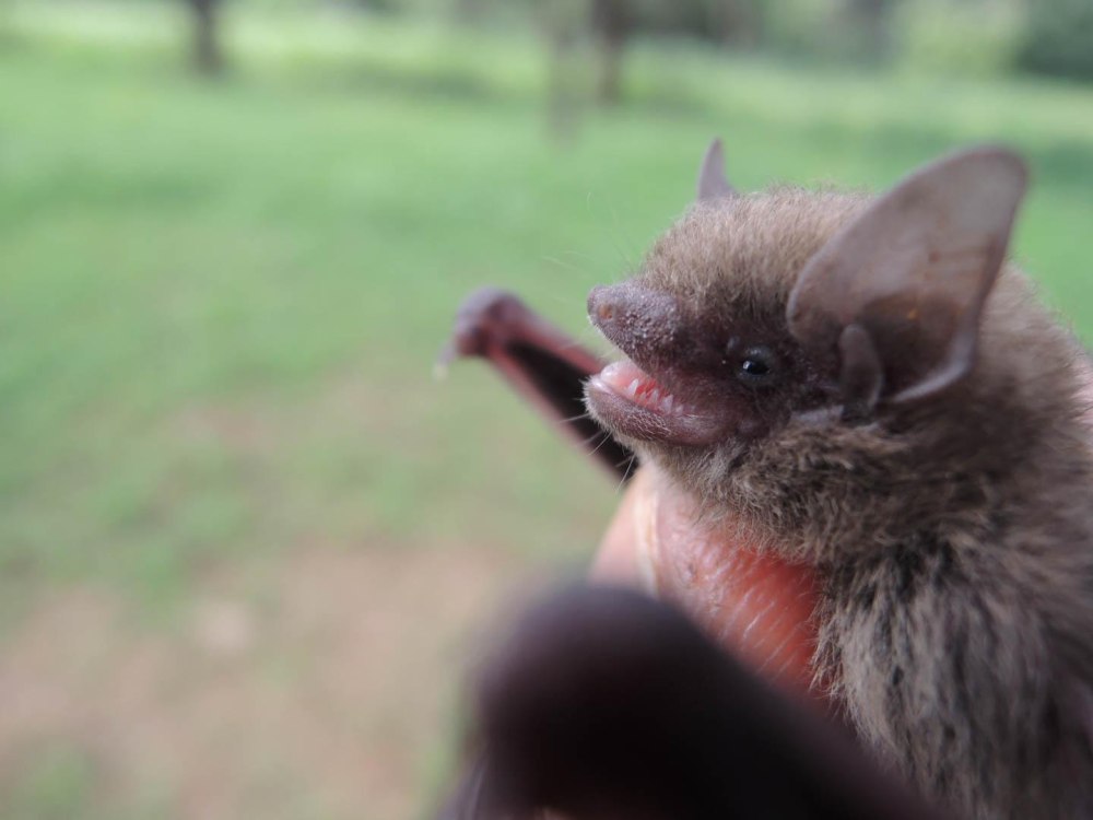 Pipistrelle bat