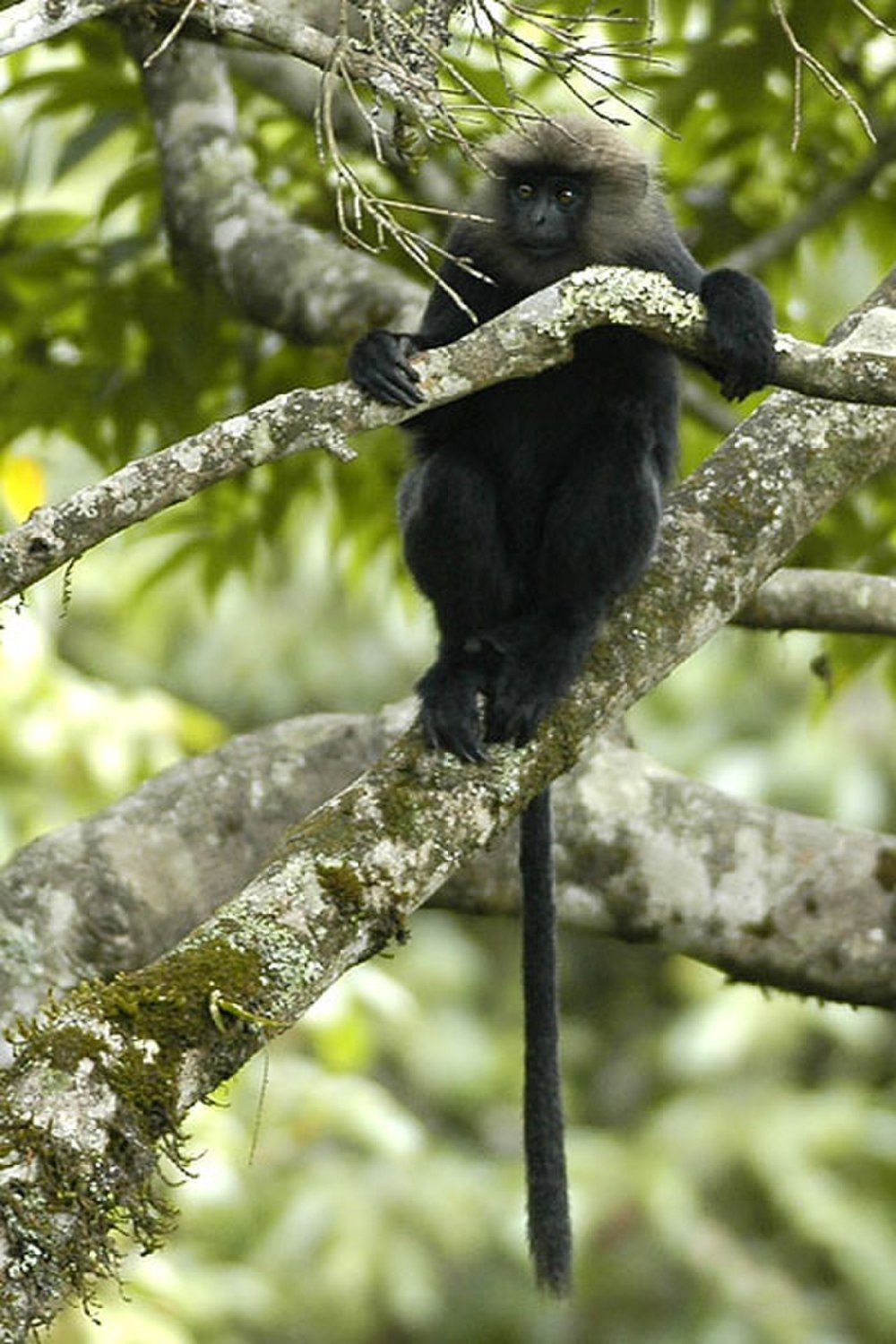 Trachypithecus vetulus