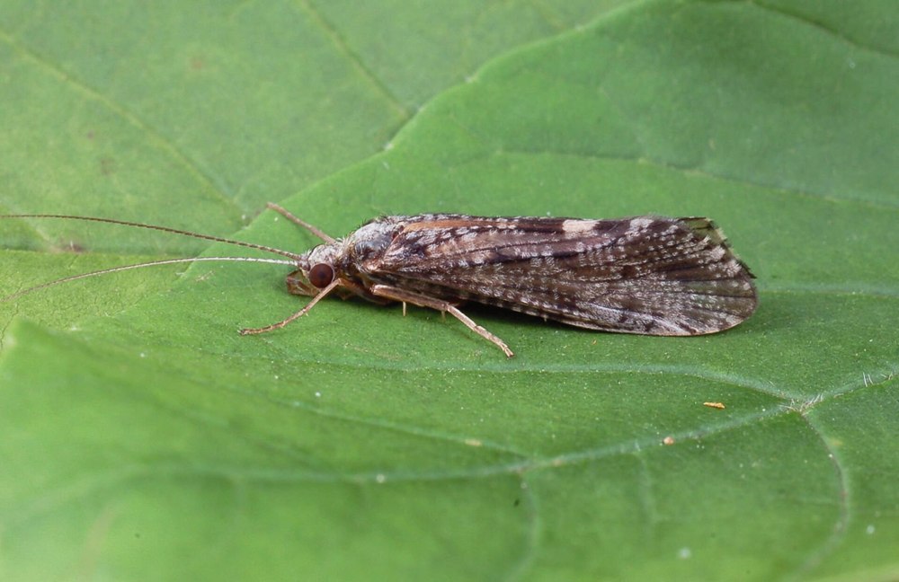Ручейники (Trichoptera)