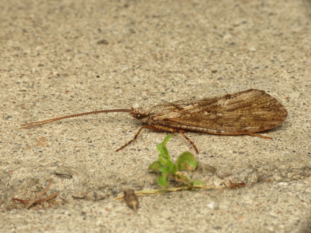 Phryganea Grandis