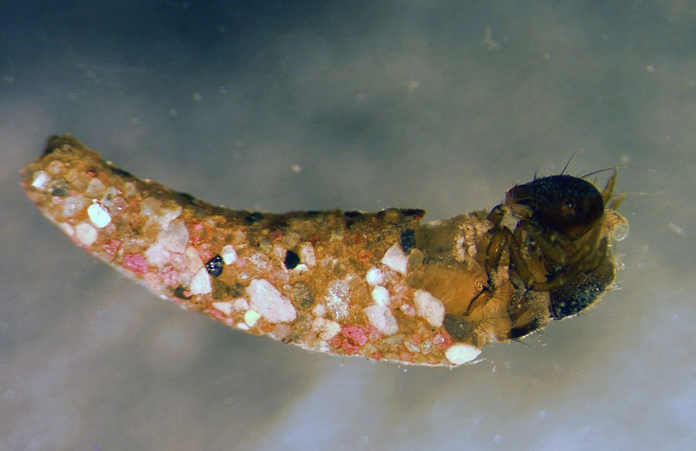 Stenopsyche Marmorata ручейник
