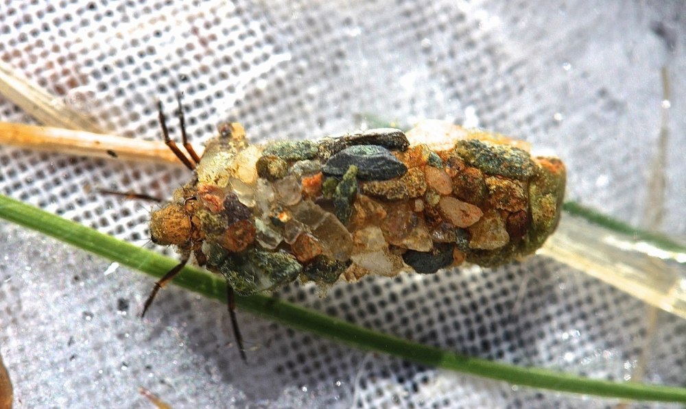 Apatania crymophila