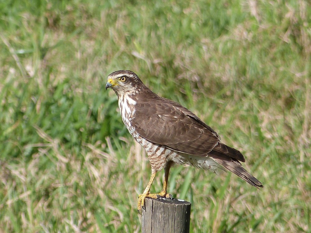Дорожный канюк / Roadside Hawk (Rupornis magnirostris)