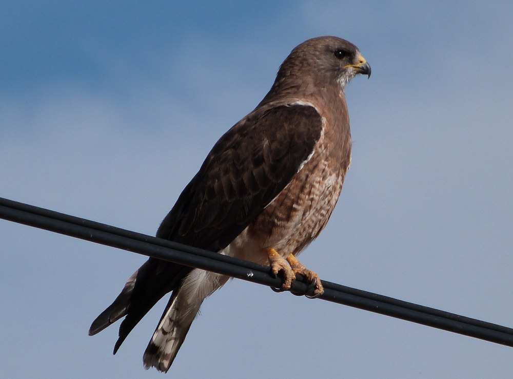 Buteo swainsoni