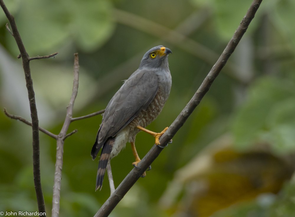 Дорожный канюк / Roadside Hawk (Rupornis magnirostris)