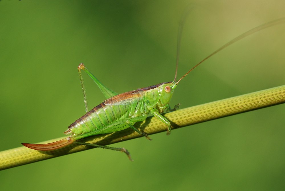 Мечник короткокрылый Conocephalus dorsalis
