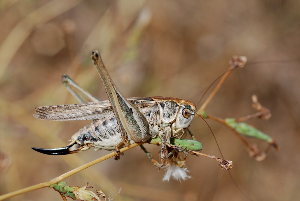 Pholidoptera transsylvanica