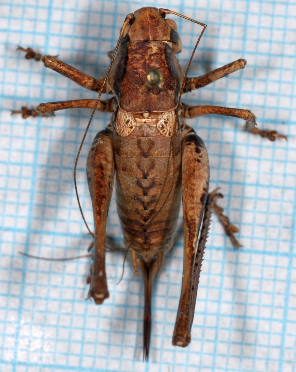 Decticus hieroglyphicus