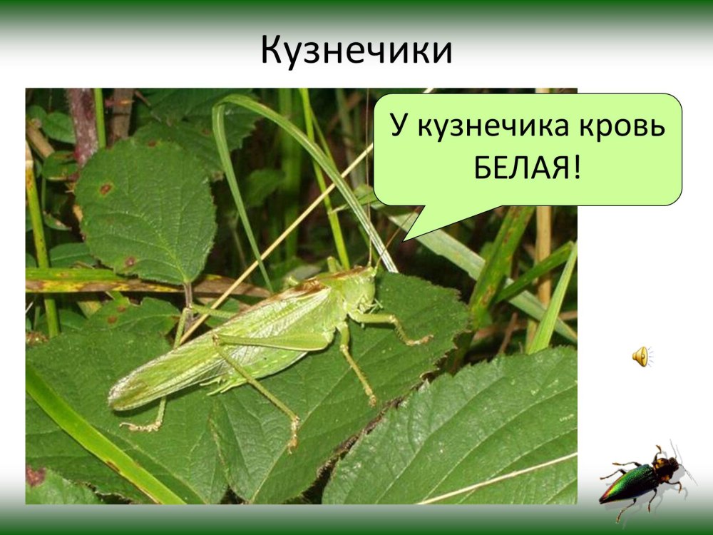 Отряды насекомых Таракановые Прямокрылые уховертки поденки