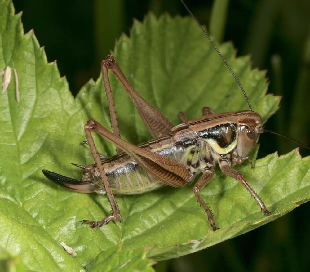 Metrioptera roeseli,