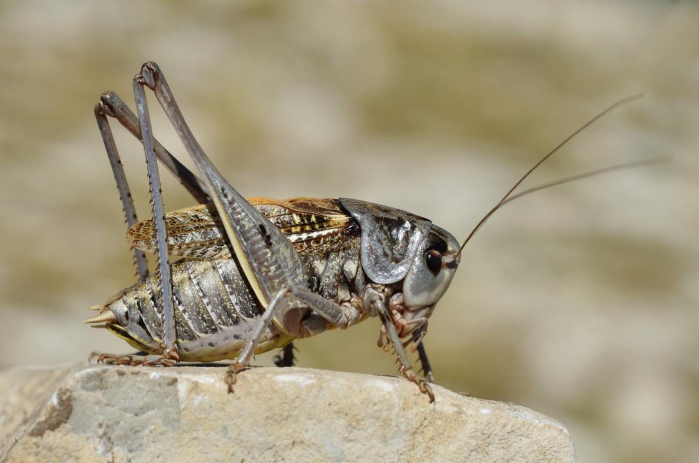 Кузнечик (Decticus verrucivorus)