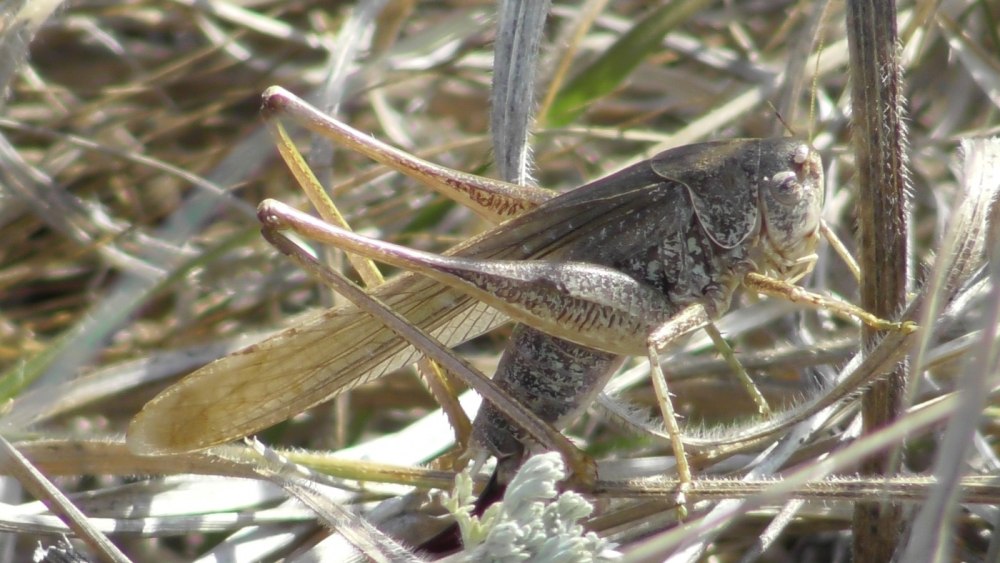 Platycleis affinis